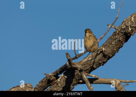 Il pipito americano (Anthus rubescens) si erge su brnach. Foto Stock