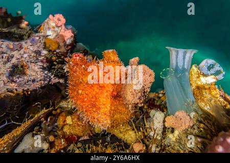 Bristly Tunicate, Boltenia villosa, sul molo di Edmonds Marina, Puget Sound, Washington State, USA Foto Stock