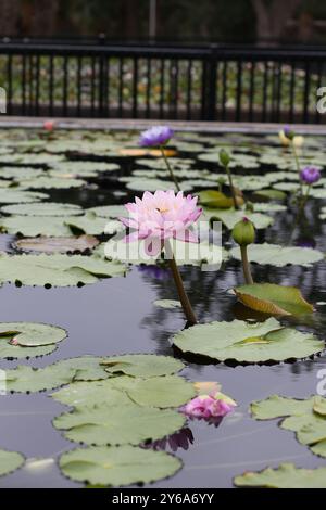 San Angelo, Texas International Waterlily Collection Foto Stock