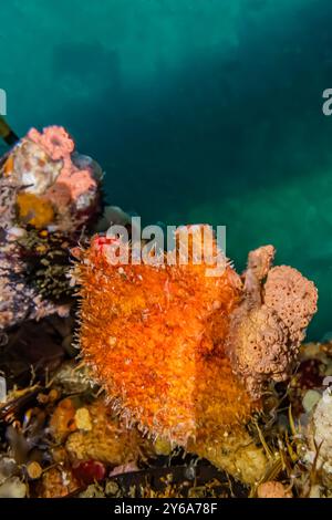 Bristly Tunicate, Boltenia villosa, sul molo di Edmonds Marina, Puget Sound, Washington State, USA Foto Stock