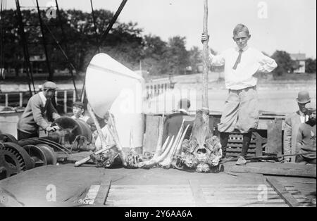 Teste animali portate da nord da Whitney e Rainey, Glass negative, 1 negativo: Vetro; 5 x 7 pollici o più piccolo. Foto Stock