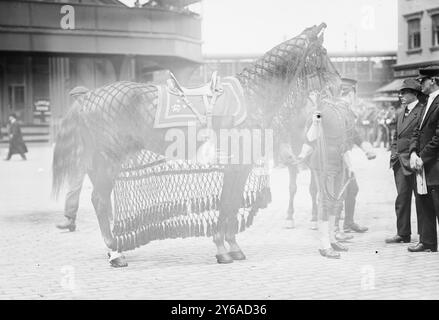 Cavallo del generale Grant, foto mostra cavallo senza cavaliere in processione funebre il 26 aprile 1912, per il maggior generale Frederick Dent Grant (1850-1912), figlio del presidente Ulysses S. Grant, ex Commissario di polizia di New York e comandante per la divisione orientale dell'esercito degli Stati Uniti., 1912 aprile 26, Glass negatives, 1 negative: Glass; 5 x 7 pollici. o più piccolo. Foto Stock