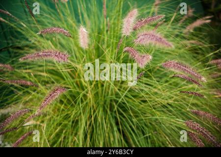 un gruppo di canne fiorite Foto Stock