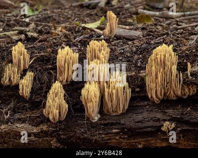 Un gruppo di funghi corallini verticali (Ramaria stricta) che crescono da un tronco in putrefazione sul fondo della foresta Foto Stock