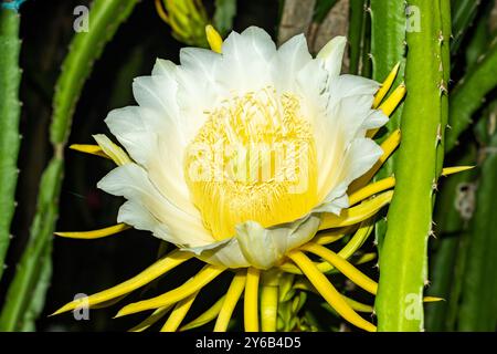 Fiori di drago aperti per 1 notte, alcuni fiori sono più grandi Foto Stock