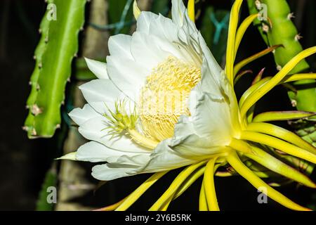 La frutta del drago fiorisce solo su viti mature e solo di notte in estate quando la luce del giorno è più lunga. Dragon Fruit è anche conosciuto come Pitaya o Pitaha Foto Stock