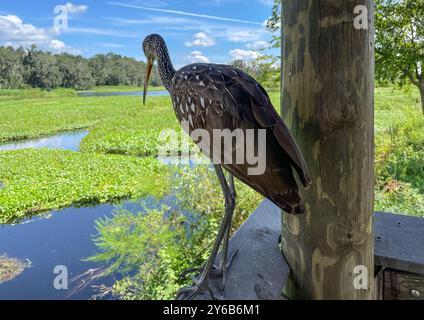 Limpkin (Aramus guarauna) appollaiato sulla ringhiera di un rifugio per il sentiero del lungomare presso Alachua Sink lungo il la Chua Trail a Paynes Prairie in Florida. Foto Stock