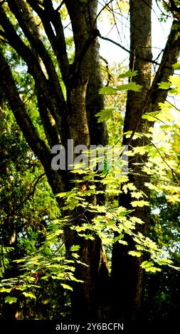 Giardino monumentale di Villa Barbarigo a Valsanzibio. Parco dei Colli Euganei. Padova. Foto Stock