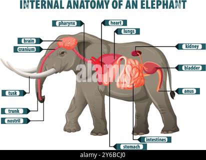 Illustrazione dettagliata degli organi interni di un elefante Illustrazione Vettoriale