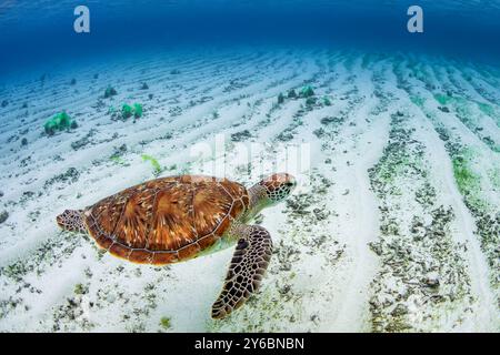 Tartaruga di loggerhead - Caretta caretta, bellissima e popolare tartaruga oceanica proveniente dagli oceani tropicali e dai mari di tutto il mondo, l'isola di Mauritius. Foto Stock