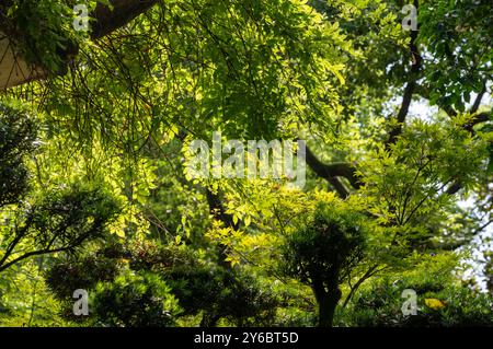 Una tranquilla foresta con la luce del sole che filtra attraverso le dense foglie verdi, creando un'atmosfera serena. Foto Stock