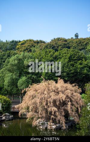 Alberi di bambù appassiti bruciati dal caldo estremo in estate, in un parco urbano isola lago, circondato da acqua verde Foto Stock