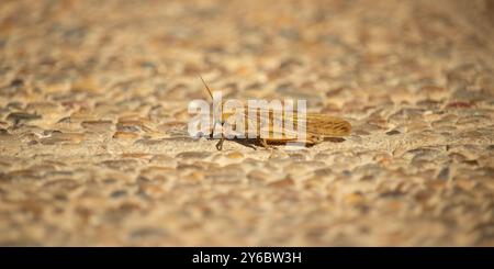 Cavalletta da campo (Chorthippus apricarius) - giornata di sole femminile Foto Stock