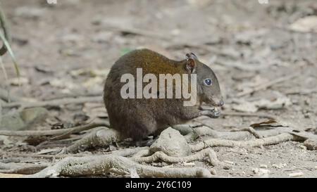 canguro di ratto muschiato, il più piccolo macropode dell'australia, che si nutre nella foresta pluviale Foto Stock