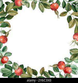 Cornice ad acquerello rosa fianchi su sfondo bianco. Cornice rotonda di foglie e bacche rosse Foto Stock