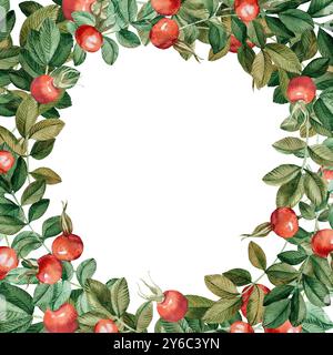 Cornice ad acquerello rosa fianchi su sfondo bianco. Cornice rotonda di foglie e bacche rosse Foto Stock