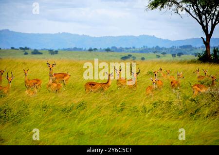 Uganda Kobs nel Queen Elizabeth National Park Uganda Foto Stock