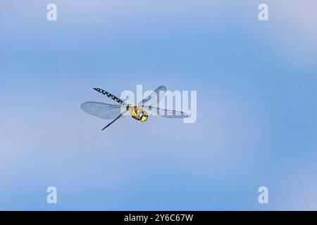 Un Mosaic Maiden Dragonfly blu-verde Foto Stock