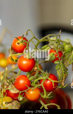 Primo piano naturale Ritratto ortofrutticolo del pomodoro piccolo e prolifico «profusione rossa». pianta di pomodoro, famiglia nightshade, pomodoro, pomodoro, cibo Foto Stock