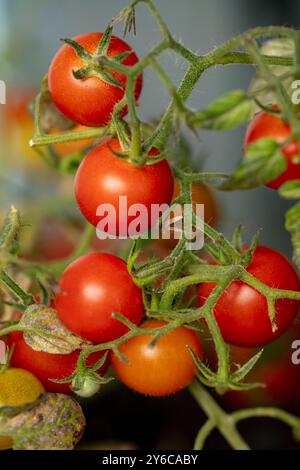 Primo piano naturale Ritratto ortofrutticolo del pomodoro piccolo e prolifico «profusione rossa». pianta di pomodoro, famiglia nightshade, pomodoro, pomodoro, cibo Foto Stock