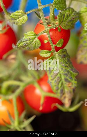 Primo piano naturale Ritratto ortofrutticolo del pomodoro piccolo e prolifico «profusione rossa». pianta di pomodoro, famiglia nightshade, pomodoro, pomodoro, cibo Foto Stock