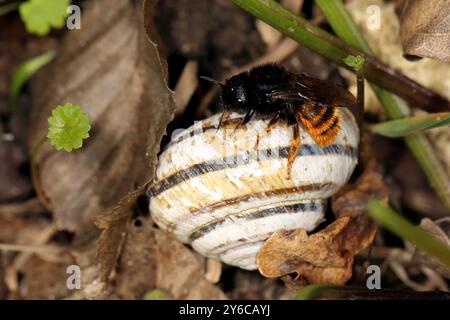 Ape muratrice bicolore (Osmia rufa). La femmina esamina un guscio di lumaca in cui intende deporre il suo uovo. Germania Foto Stock