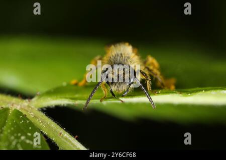 Ape mineraria (Andrena sp.) su una foglia. Germania Foto Stock