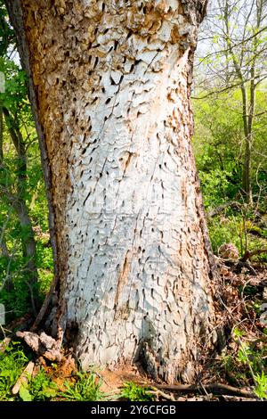 Grande coleottero Capricorno, Cerambyx di quercia (Cerambyx cerdo), percorsi di alimentazione su un albero di quercia. Germania Foto Stock