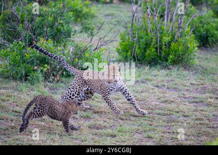 Leopardo africano (Panthera pardus). Donna che gioca con il suo cucciolo. Kenya Foto Stock