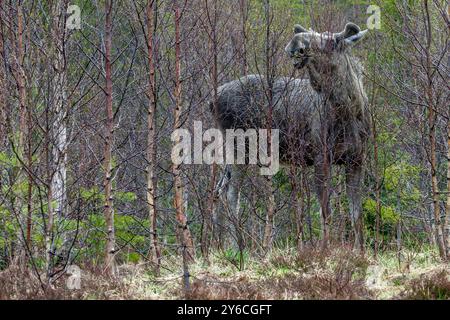 Alce europeo, alce (Alces alces). Toro che si nutre di ramoscelli e gemme. Svezia Foto Stock