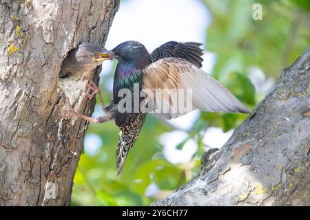 Starling europeo (Sturnus vulgaris). Pulcino per nutrire adulti nel nido. Germania Foto Stock