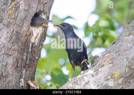 Starling europeo (Sturnus vulgaris). Pulcino per nutrire adulti nel nido. Germania Foto Stock