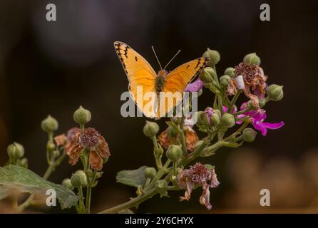 Il Large Salmon Arab (Colotis fausta) è una specie di farfalle che vive in Turchia e in Medio Oriente. Foto Stock