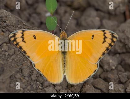 Il Large Salmon Arab (Colotis fausta) è una specie di farfalle che vive in Turchia e in Medio Oriente. Foto Stock