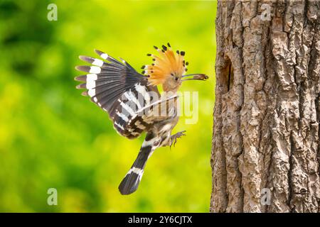 Hoopoe (Upupa epops). Il genitore porta il cibo al suo pulcino nel nido. Ungheria Foto Stock