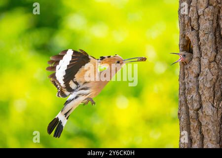 Hoopoe (Upupa epops). Il genitore porta il cibo al suo pulcino nel nido. Ungheria Foto Stock