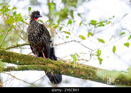 guan crestato (Penelope purpurascens) arroccato su un albero nella foresta pluviale, Costa Rica. Foto Stock