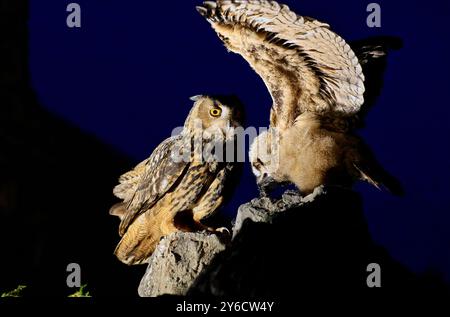 Gufo dell'Aquila europea (bubo bubo). Guanciale dei genitori su una roccia. Germania Foto Stock