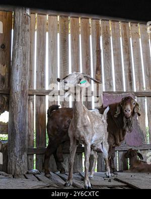 Capre commerciali (Capra hircus) in un recinto rialzato in una fattoria a Grand Cayman, una piccola isola dei Caraibi. Foto Stock