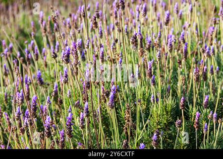 Bella lavanda fiorente sul letto fiorito nel giardino Foto Stock