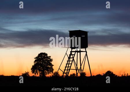 Cavalletto per cervi in campo mais. Estate, Schleswig-Holstein, Germania Foto Stock