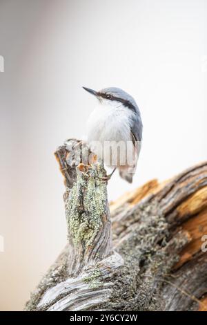 Nuthatch europeo (Sitta europaea asiatica), razza orientale, aggrappata a un ramo rotto. Svezia Foto Stock