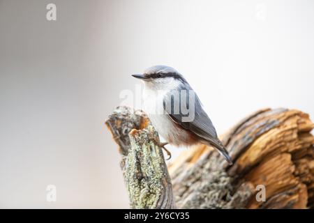 Nuthatch europeo (Sitta europaea asiatica), razza orientale, aggrappata a un ramo rotto. Svezia Foto Stock