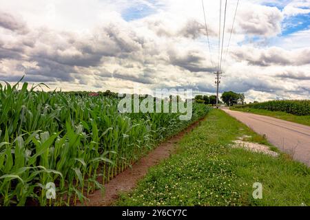 Paesaggio rurale con campo di mais (Zea mays) su entrambi i lati di una strada rurale a due corsie vuota. Foto Stock