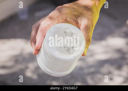 Altopictus è stato incaricato dall'autorità sanitaria regionale di combattere la proliferazione delle zanzare tigre e fornire il controllo dei vettori. Cattura Foto Stock