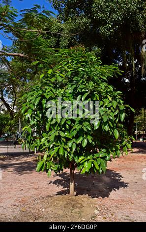 Giovane melo malese (Syzygium malaccense) sulla piazza pubblica, Rio de Janeiro, Brasile Foto Stock
