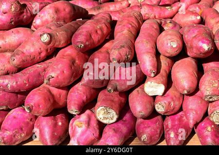 Patate dolci viola esposte nel negozio di alimentari di Rio de Janeiro Foto Stock