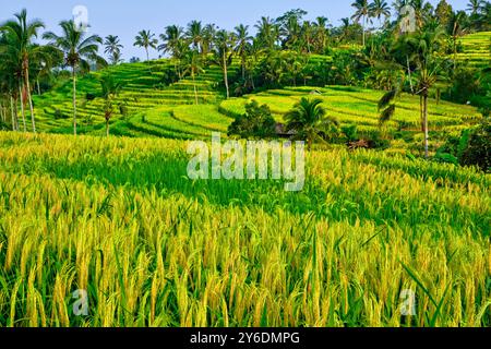 Indonesia, Bali, terrazze di riso Jatiluwih Foto Stock
