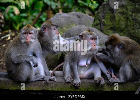 Indonesia, Bali, città di Ubud, foresta di scimmie, macachi Foto Stock