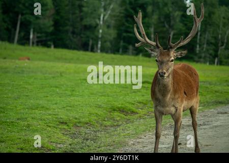 Un cervo su una strada sterrata. Foto di alta qualità. Canada Foto Stock